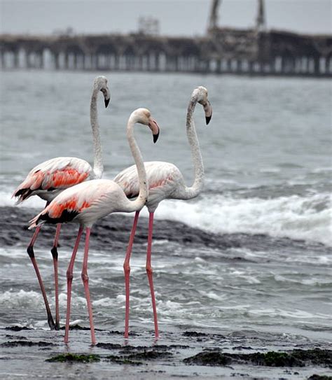 700+ Walvis Bay Lagoon Stock Photos, Pictures & Royalty-Free Images ...