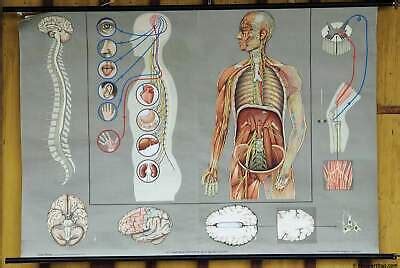 Vintage Anatomical Rollable Poster Wall Chart Human Body Neural Nerve