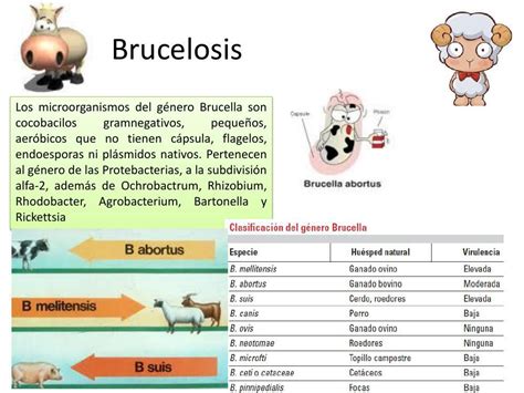 Brucelosis By Judith Izquierdo Flipsnack