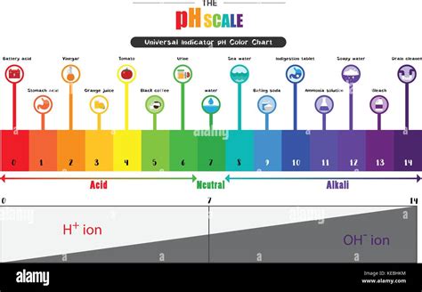 La Escala De Ph Indicador Universal De Ph ácido Diagrama De Color