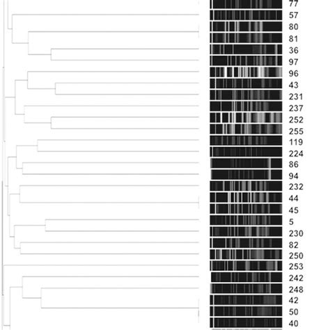 Smai Pfge Dendrogram Comparing The Mrsa Strains To Define The