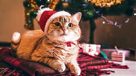 Christmas 2022 The Miraculous Lives Of Christmas Cats Mint Lounge