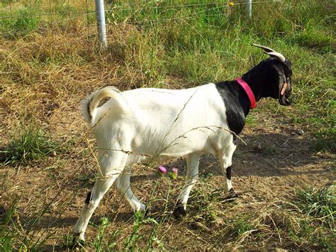 100 Black And White Boer Doe Prim Facebook