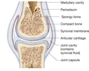 What is the Synovial Membrane: Functions, Synovial Fluid and Problems ...