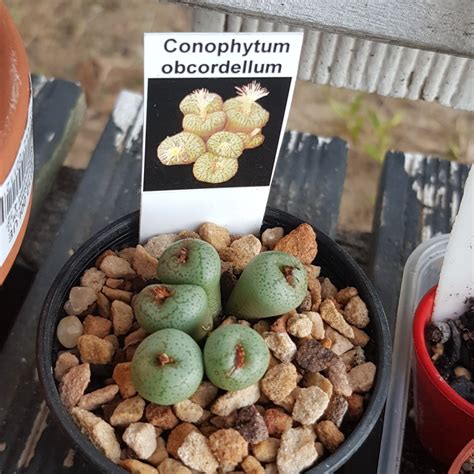 Conophytum Obcordellum Living Pebble Obcordellum In Gardentags Plant