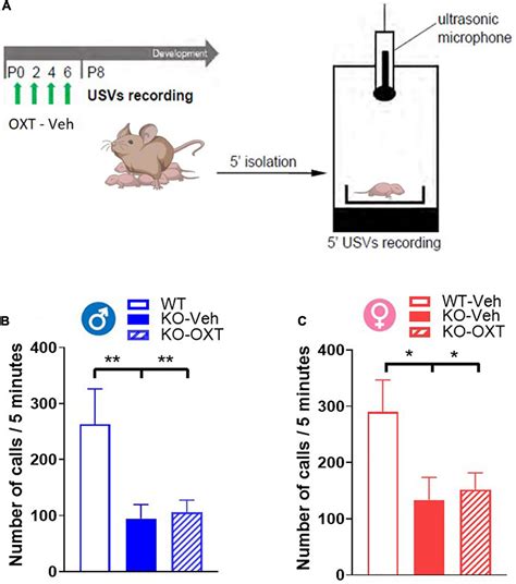 Oxytocin Receptors In The Magel Mouse Model Of Autism Specific Region