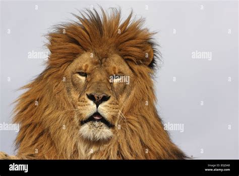 Lion eyes close up hi-res stock photography and images - Alamy