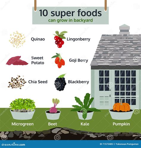 10 Super Foods Can Grow in Backyard, Infographic Food Vector Stock