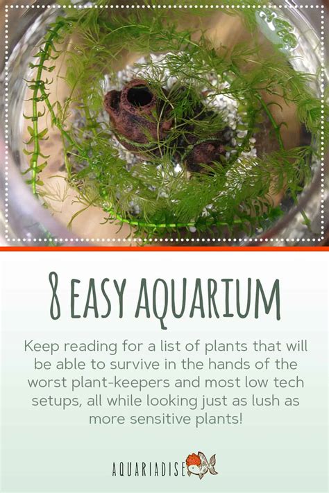 Easy Aquarium Plants You Can Add To Your Tank Today!