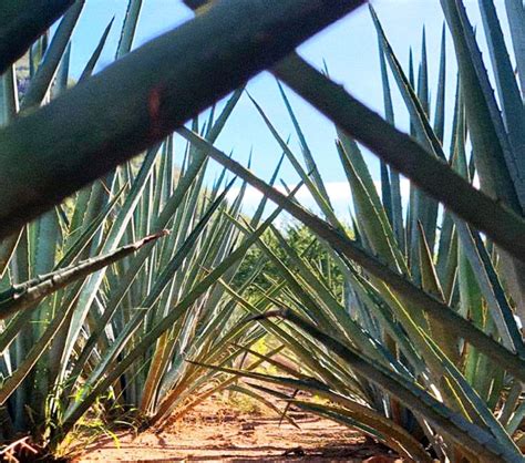 Bacanora El Secreto Mejor Guardado De Sonora Descubre M Xico