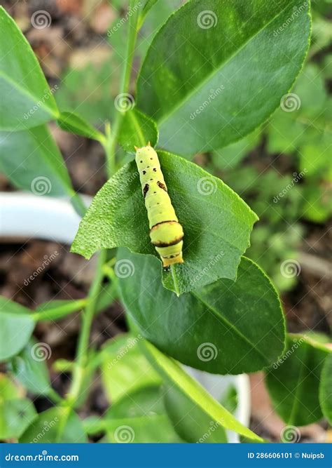 A Young Caterpillar Crawling on a Vibrant Green Leaf. Stock Image
