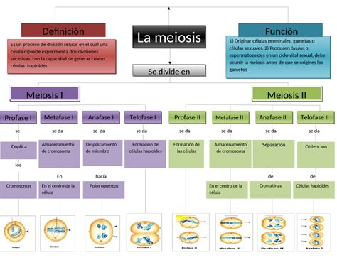 Mapa Conceptual De Mitosis Y Meiosis Esquemas Y Mapas Conceptuales De