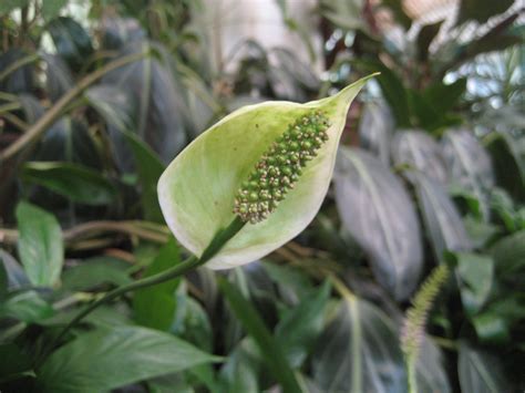 Banco De Imagens Plantar Folha Flor Verde Produzir Botânica Jardim Flora Flores