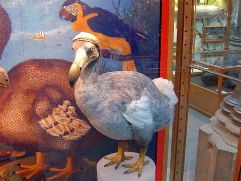 Dodo: Description, Discovery, Food and Popular Culture 