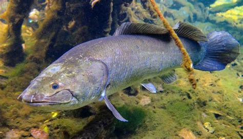 Bowfin Fishing Tips: How to Catch Amia Calva + Clean & Cook