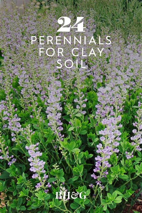 Best Perennial Flowers For Clay Soil Gardens Flowers Perennials