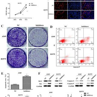 Downregulation Of Mir P Inhibits Non Small Cell Lung Cancer Cell