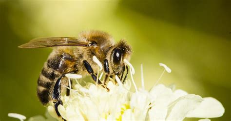 Científico descubre nueva especie de abeja en granja Prensa Animal