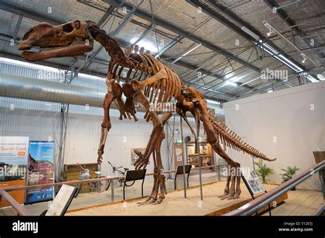 Muttaburrasaurus is a ornithopod dinosaur, which lived in what is now ...