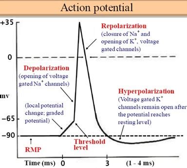 Draw An Action Potential Showing How Membrane Voltage Changes With