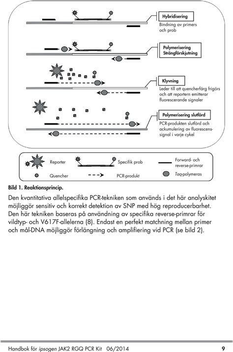 Handbok F R Ipsogen Jak Rgq Pcr Kit Pdf Gratis Nedladdning
