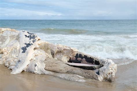 Mandurah beaches closed after whale carcass washes ashore | Mandurah Mail | Mandurah, WA