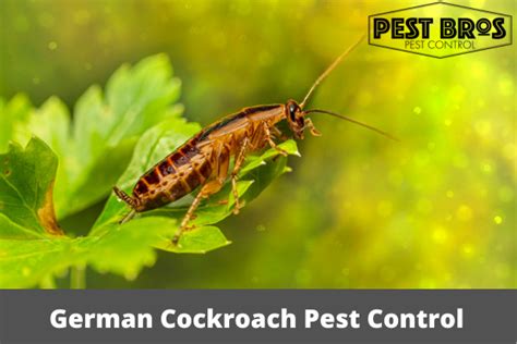 Effective German Cockroach Pest Control - The Pest Bros