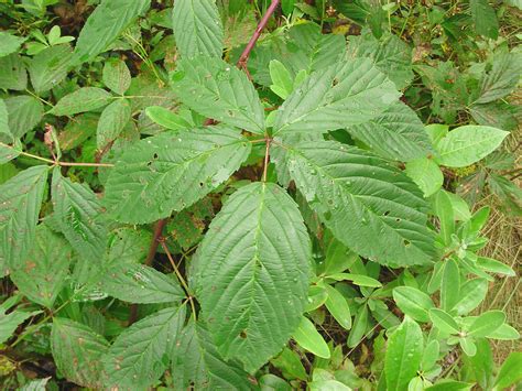 Rubus canadensis - Alchetron, The Free Social Encyclopedia