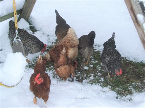 Pam S Backyard Chickens Tips To Help Your Chickens Get Outside In