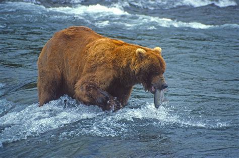 Fat Bear Week: What to know about Alaska’s giant grizzly contest