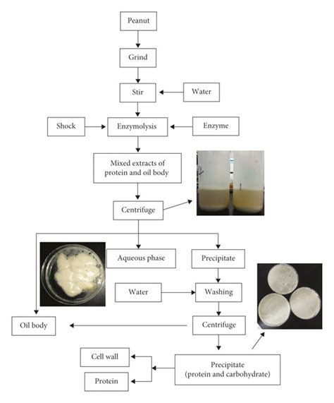 Process Diagram Of Enzymatic Extraction Of Peanut Protein And Oil