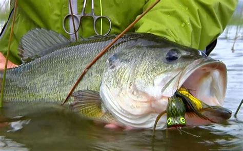 How To Catch More Largemouth Bass In Florida By Ioutdoors