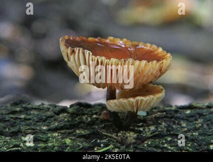 Cortinariaceae sp Cortinarius es un género de hongos distribuidos