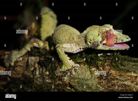 Giant Gecko Queue De Feuille Uroplatus Fimbriatus Dans La R Gion De