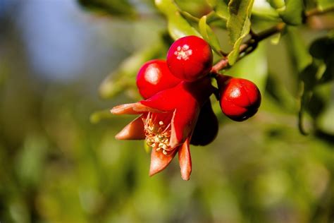 Granate Flor Rojo - Foto gratis en Pixabay - Pixabay