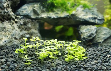 Dwarf Baby Tears (Hemianthus callitrichoides) Care Sheet - Aquariadise