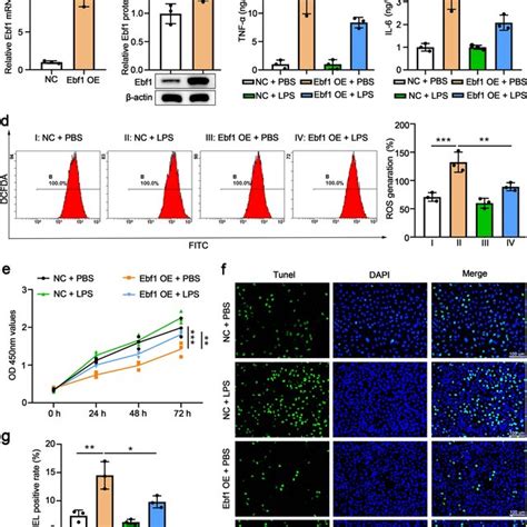 Ebf Overexpression Attenuates Lps Induced Inflammation Oxidative