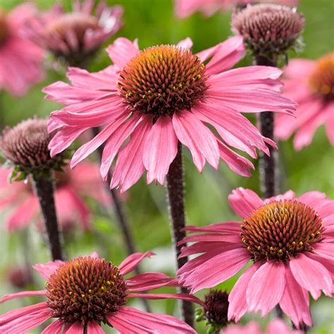 Echinacea Sunseekers Pink Coneflower Perennial Free Uk Delivery