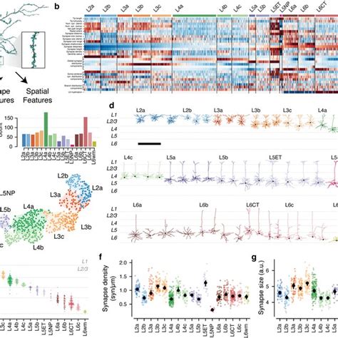 Data Driven Characterization Of Excitatory Neuron Morphological Types