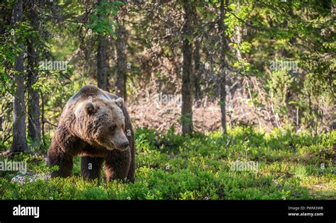 Brown bear in the summer forest. Natural habitat. Scientific name ...