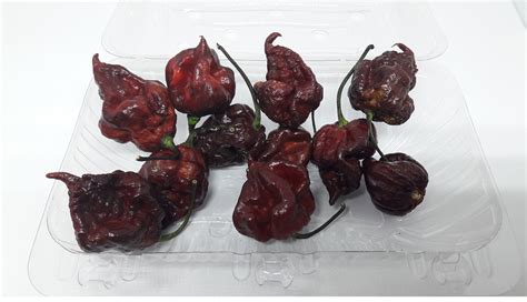 Pimenta Scorpion Chocolate Amarela Aracaju Escobar Ardência Mundo