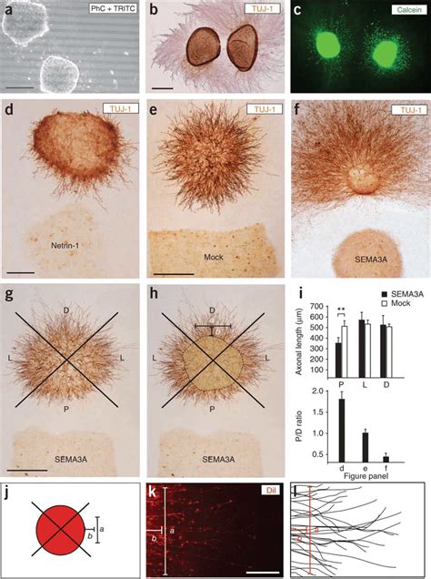 Examples Of Different Explant Culture And Quantification Methods A