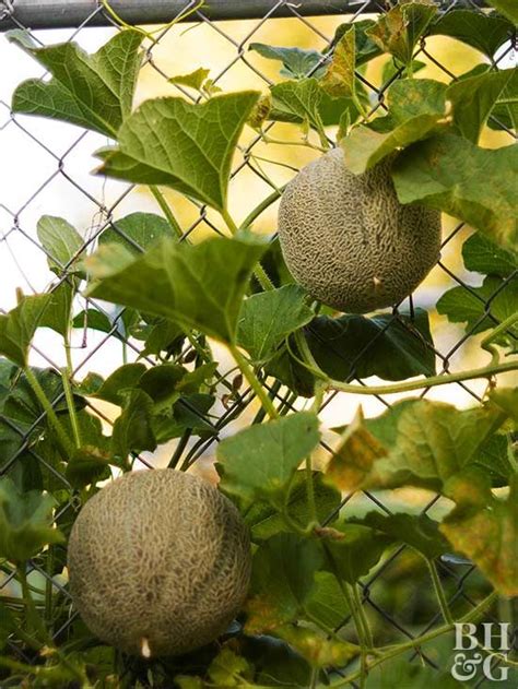 How To Grow Cantaloupe Thats So Juicy Its Worth The Effort Growing