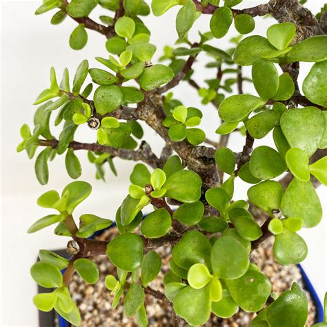 Cork Bark Jade Bonsai Tree Bonsai Outlet Tweb589