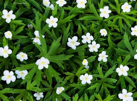 Wild Meadow Anemone Wisconsin Joseph Kayne Photography