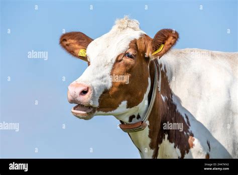 Cow mouth gums hi-res stock photography and images - Alamy