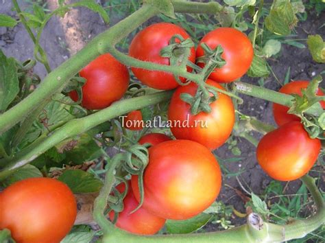 Томат Лагидный: описание сорта, отзывы, фото, урожайность | tomatland.ru