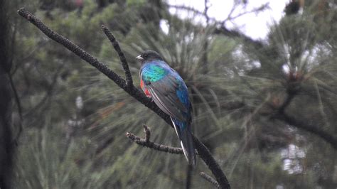 Arizona is welcoming more snowbirds — of the winged variety | Fronteras