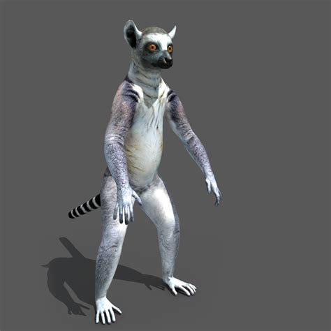 Ring Tailed Lemur 3d Model Rigged Cgtrader