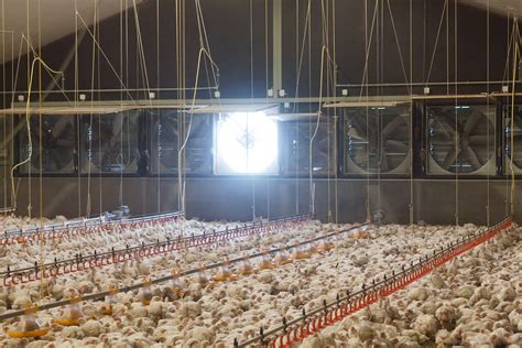 Temperature And Relative Humidity Critical In Climate Control Poultry